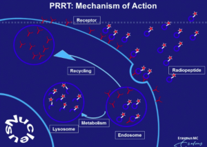 PRRT mechanism of action
